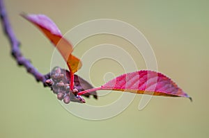 Farbe Herbst Blätter natur 