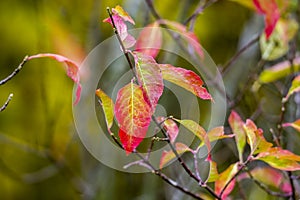 Farbe Herbst Blätter natur 