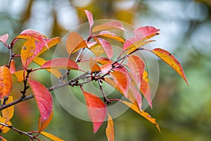 Farbe Herbst Blätter natur 