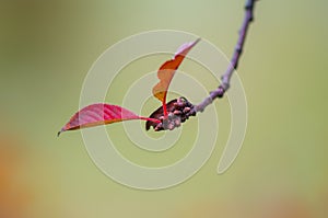 Farbe Herbst Blätter natur 