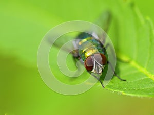 Golden colored fly on leaf closeup view