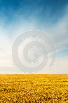 Golden colorful crop meadow under a blue vivid sky