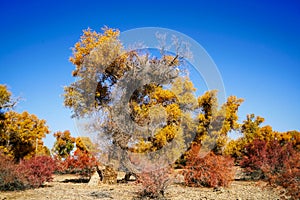 Golden Colorful Populus trees in autumn by River Tarim