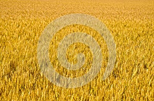 Golden colorful wheat plant background from Italy