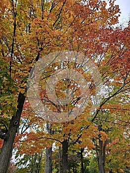 Golden colorful yellow orange red autumn fall tree leaves landscape Mont Royal Park Montreal Quebec