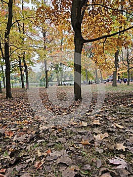 Golden colorful yellow orange red autumn fall tree leaves landscape Mont Royal Park Montreal Quebec Canada