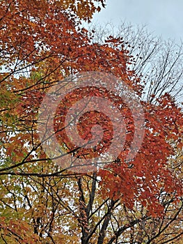 Golden colorful yellow orange red autumn fall tree leaves landscape Mont Royal Park Montreal Quebec