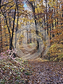 Golden colorful yellow orange red autumn fall tree leaves landscape Quebec Canada