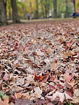 Golden colorful yellow orange red autumn fall tree leaves landscape Quebec Canada