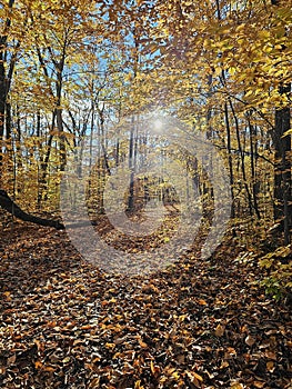 Golden colorful yellow orange red autumn fall tree leaves landscape Quebec Canada Parks