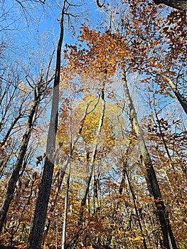 Golden colorful yellow orange red autumn fall tree leaves landscape Quebec Canada Parks