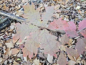 Golden colorful yellow orange red autumn fall tree leaves landscape sunny day Quebec Canada