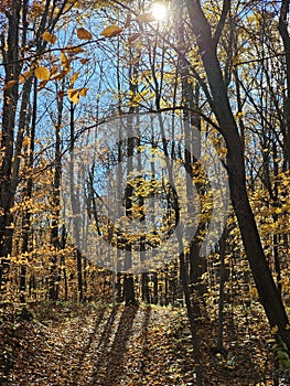 Golden colorful yellow orange red autumn fall tree leaves landscape sunny day Quebec Canada