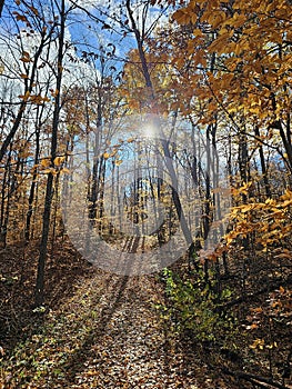 Golden colorful yellow orange red autumn fall tree leaves landscape sunny day Quebec Canada