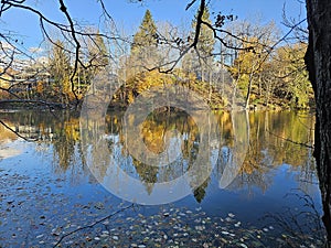 Golden colorful yellow orange red river autumn fall tree leaves landscape sunny day Quebec Canada