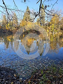 Golden colorful yellow orange red river autumn fall tree leaves landscape sunny day Quebec Canada