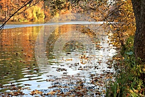 Golden colors of autumn foliage are reflected in the water surface of a forest lake