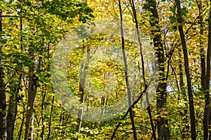 Golden colors in a forest by fall season