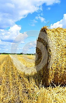 Golden colors of straw after wheat threshing