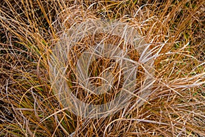 Golden coloured dried grasses on moorland at Carn Brae, Cornwall