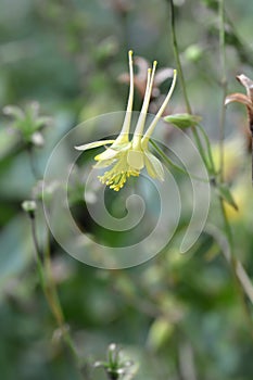 Golden columbine close up