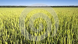 Golden commercial wheat grows on boundless yellow field