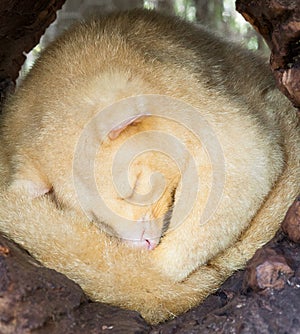 Golden brushtail possum sleeping in log photo
