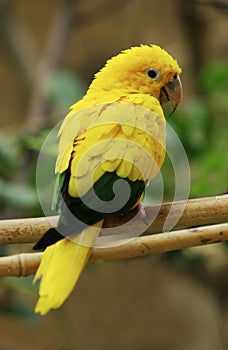 Golden Conure or Golden Parakeet or Queen of Bavaria`s Conure, guaruba guarouba, Adulte standing on Branch