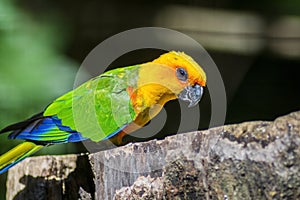 Golden conure parrot bird isolated on a branch in Parque das aves Foz de Iguazu, Parana state, Brazil