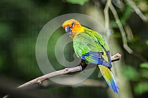 Golden conure parrot bird isolated on a branch in Parque das aves Foz de Iguazu, Parana state, Brazil