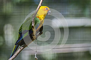 Golden conure parrot bird isolated on a branch in Parque das aves Foz de Iguazu, Parana state, Brazil