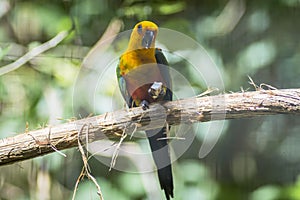 Golden conure parrot bird isolated on a branch in Parque das aves Foz de Iguazu, Parana state, Brazil