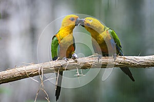 Golden conure parrot bird isolated on a branch in Parque das aves Foz de Iguazu, Parana state, Brazil