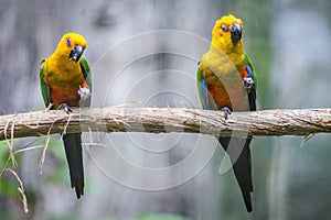 Golden conure parrot birds couple on a branch in Parque das aves Foz de Iguazu, Parana state, Brazil