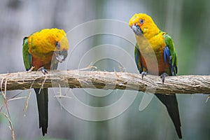 Golden conure parrot birds couple on a branch in Parque das aves Foz de Iguazu, Parana state, Brazil