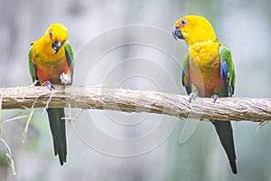 Golden conure parrot birds couple on a branch in Parque das aves Foz de Iguazu, Parana state, Brazil