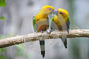 Golden conure parrot birds couple on a branch in Parque das aves Foz de Iguazu, Parana state, Brazil