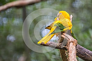 Golden conure parrot (Guaruba guarouba) at the Parque das Aves