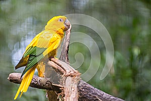 Golden conure parrot (Guaruba guarouba) at the Parque das Aves