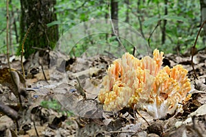 Golden coral fungus in oak forest