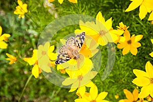 Golden coreopsis