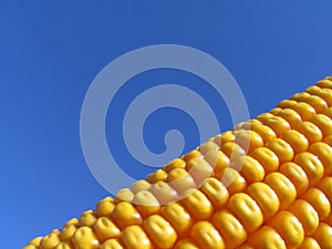 Golden Corn