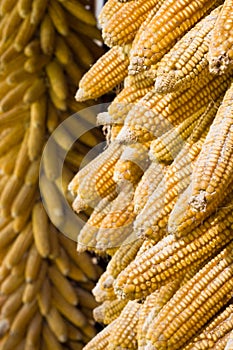 Golden corn cobs hanging to dry (vertical)