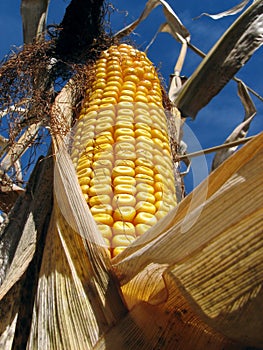 Golden corn in the cornfield