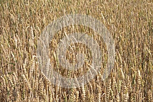 Golden corn field