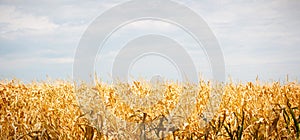 The Golden corn field. The autumn harvest, the dry stalks.