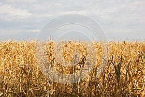 The Golden corn field. The autumn harvest, the dry stalks.