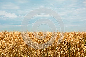 The Golden corn field. The autumn harvest, the dry stalks.