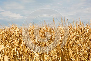 The Golden corn field. The autumn harvest, the dry stalks.