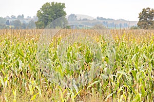 Golden corn field with bountiful crop ready to harvest in autumn